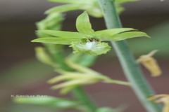 Eulophia spectabilis